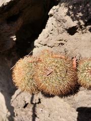 Mammillaria