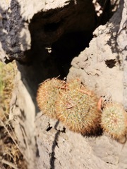Mammillaria