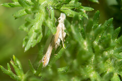 Isophrictis kefersteiniella