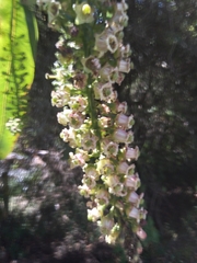 Escallonia pulverulenta