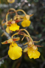 Cyrtochilum aureum