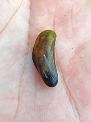 Limnoperna fortunei