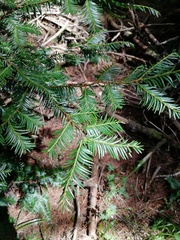 Taxus globosa