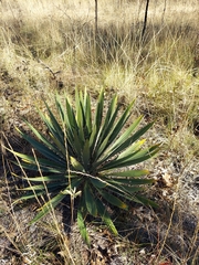 Yucca filamentosa