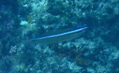 Coris atlantica