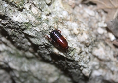 Parcoblatta americana