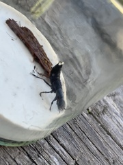 Ocypus olens