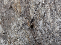 Leuronychus pacificus