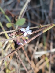 Plumbago pulchella