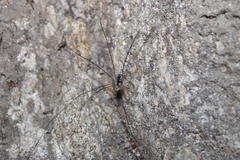 Leuronychus pacificus