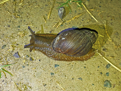 Megalobulimus