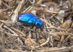 Chrysochus goniostoma