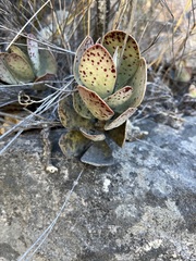 Adromischus