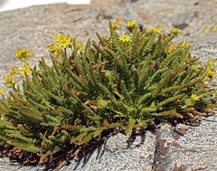 Ivesia pygmaea