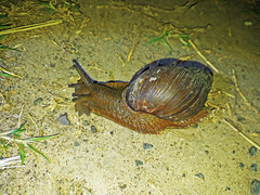 Megalobulimus