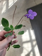 Streptocarpus saxorum
