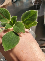 Streptocarpus saxorum
