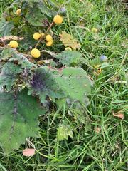 Solanum myriacanthum