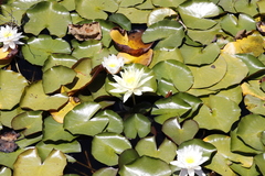 Nymphaea