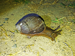 Megalobulimus