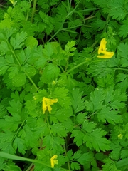 Corydalis micrantha
