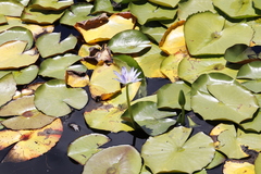 Nymphaea nouchali caerulea