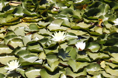 Nymphaea