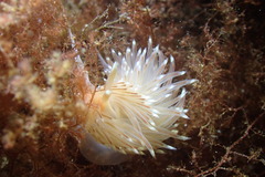 Facelina bostoniensis