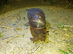 Megalobulimus