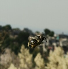 Xylocopa tabaniformis azteca