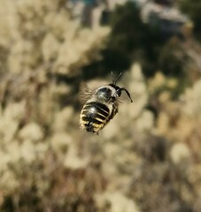 Xylocopa tabaniformis azteca