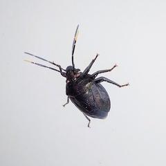 Antiteuchus