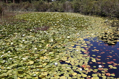 Nymphaea nouchali caerulea