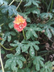 Tropaeolum smithii