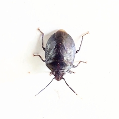 Antiteuchus