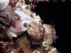 Onchidoris bilamellata