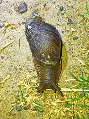 Megalobulimus