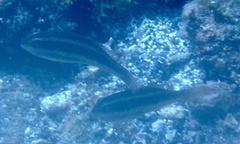 Sparisoma