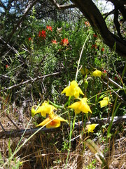 Calochortus amabilis