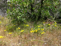 Calochortus amabilis