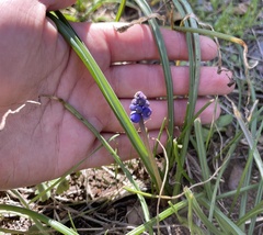 Muscari