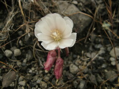Calystegia collina