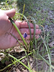 Muscari