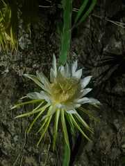 Selenicereus undatus