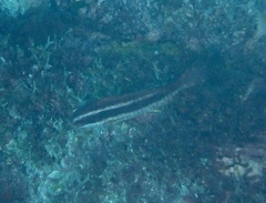 Sparisoma