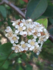 Physocarpus intermedius