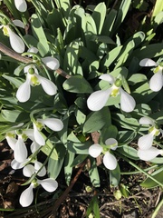 Galanthus