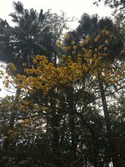 Handroanthus ochraceus