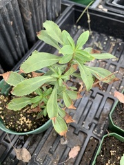 Pseudognaphalium californicum