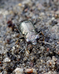 Notiophilus palustris